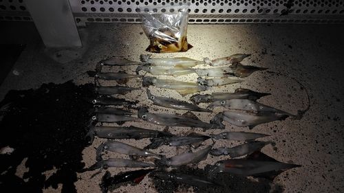 ササイカの釣果