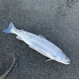 スチールヘッド