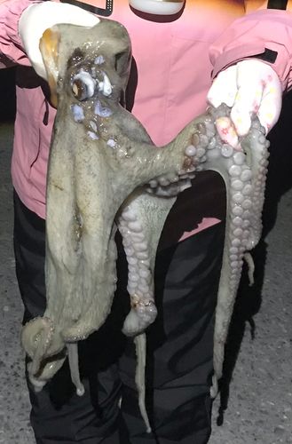 タコの釣果