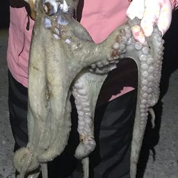 タコ