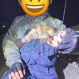 クロメバル