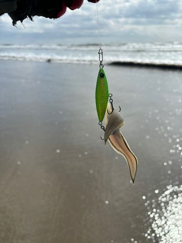 シタビラメの釣果