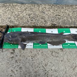 アメリカナマズ