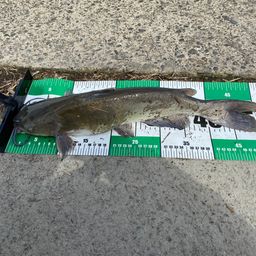 アメリカナマズ