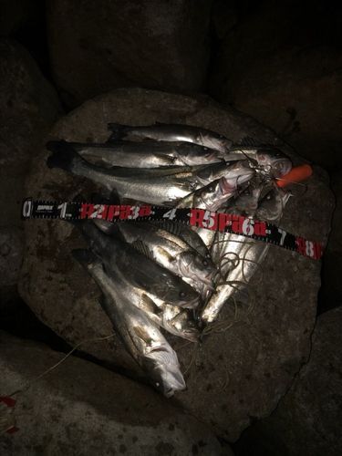 セイゴ（タイリクスズキ）の釣果