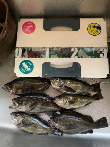 メバルの釣果