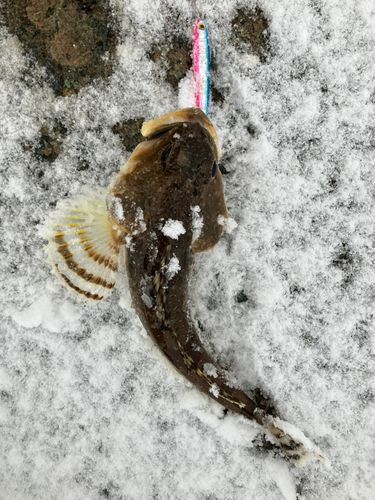 ギスカジカの釣果