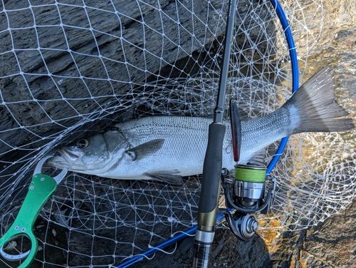 ヒラスズキの釣果