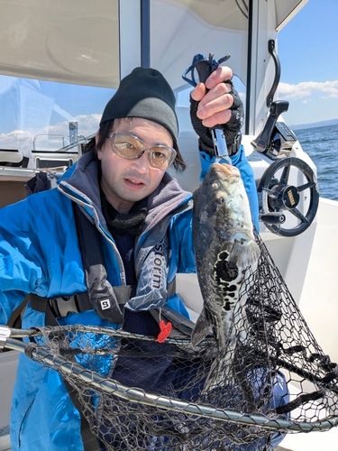 トラフグの釣果