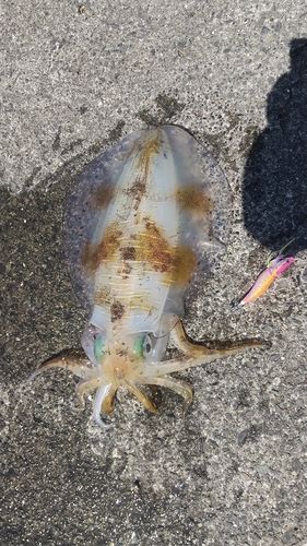 アオリイカの釣果