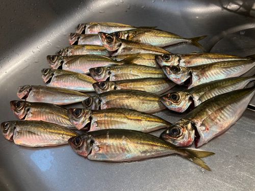マアジの釣果