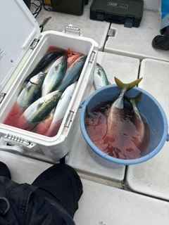 フクラギの釣果