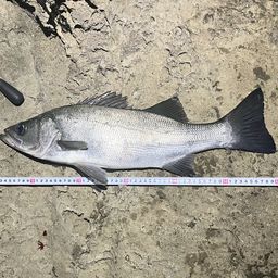 フッコ（ヒラスズキ）