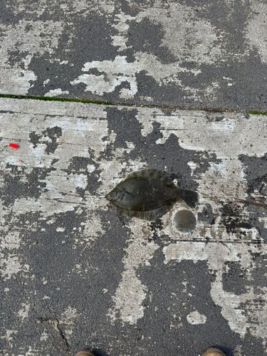 クロガシラガレイの釣果