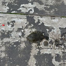 クロガシラガレイ