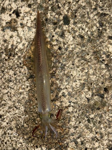 ヤリイカの釣果