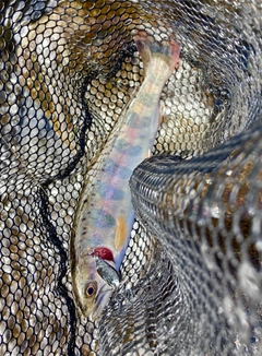ヤマメの釣果