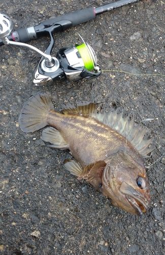 シマソイの釣果