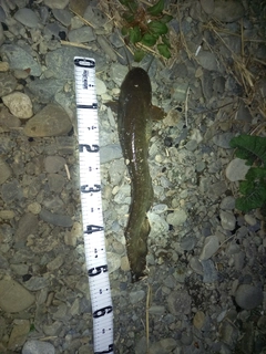 ナマズの釣果