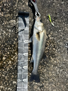 シーバスの釣果