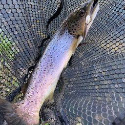 ブラウントラウト