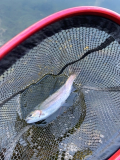 レインボートラウトの釣果