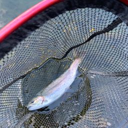 レインボートラウト