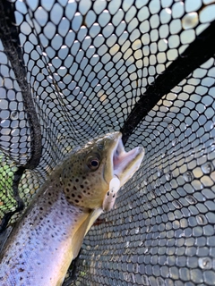 ブラウントラウトの釣果