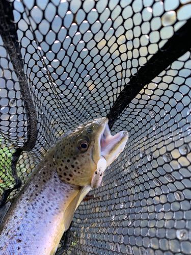 ブラウントラウトの釣果