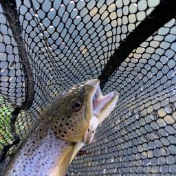 ブラウントラウト