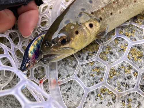 ブラウントラウトの釣果