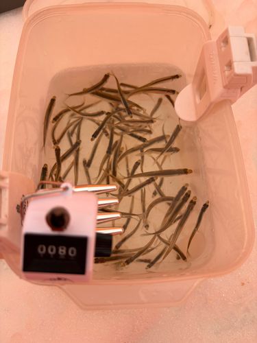 ワカサギの釣果