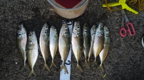 アジの釣果