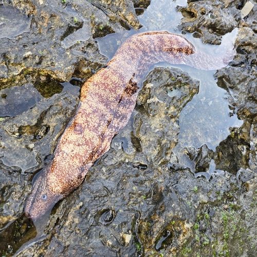 ウツボの釣果
