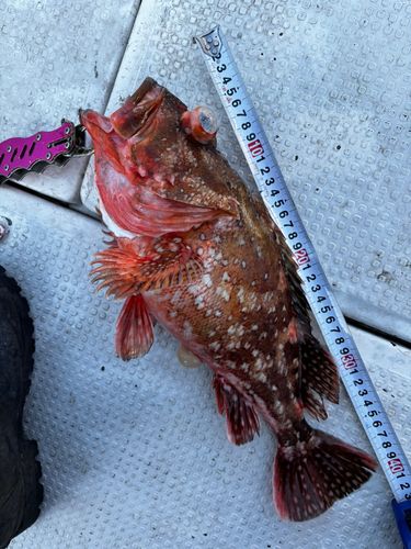 ガシラの釣果