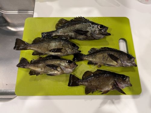 クロメバルの釣果