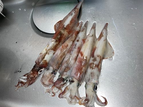 ヤリイカの釣果