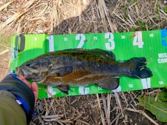 スモールマウスバスの釣果