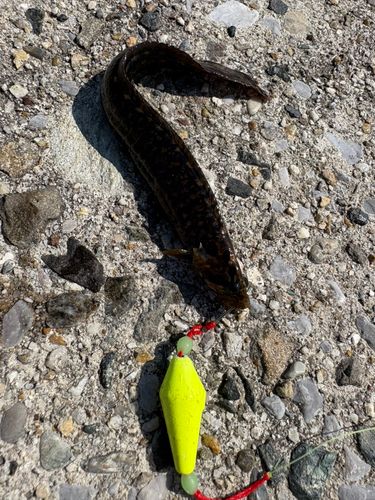 ダイナンギンポの釣果