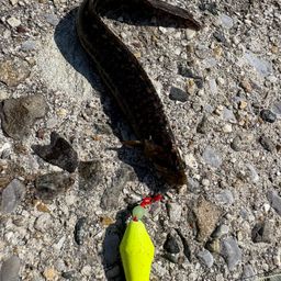 ダイナンギンポ