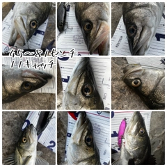 シーバスの釣果