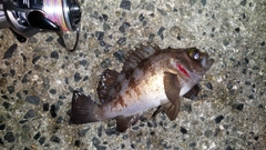 メバルの釣果