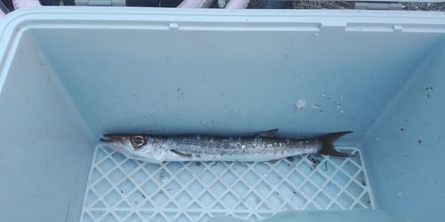 アカカマスの釣果