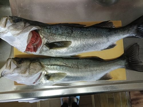 オニオコゼの釣果