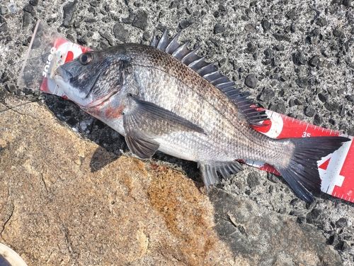 チヌの釣果