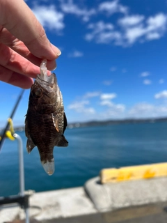 クロイシモチの釣果