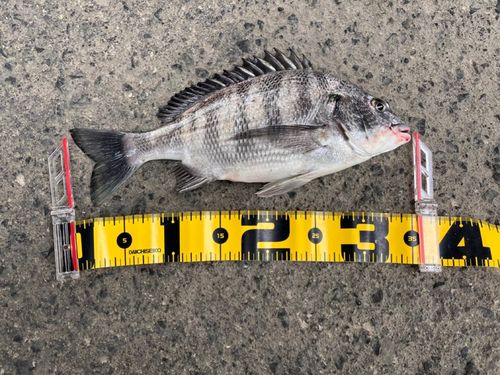 クロダイの釣果