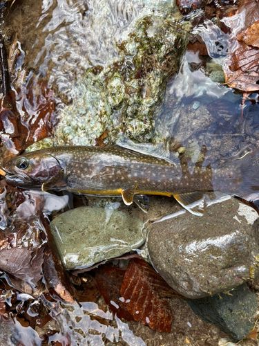 イワナの釣果