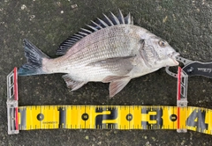 クロダイの釣果