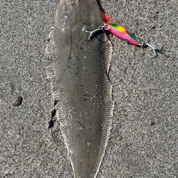 シタビラメ